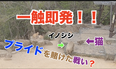 動物 こうたろの ああ登山でモテたい